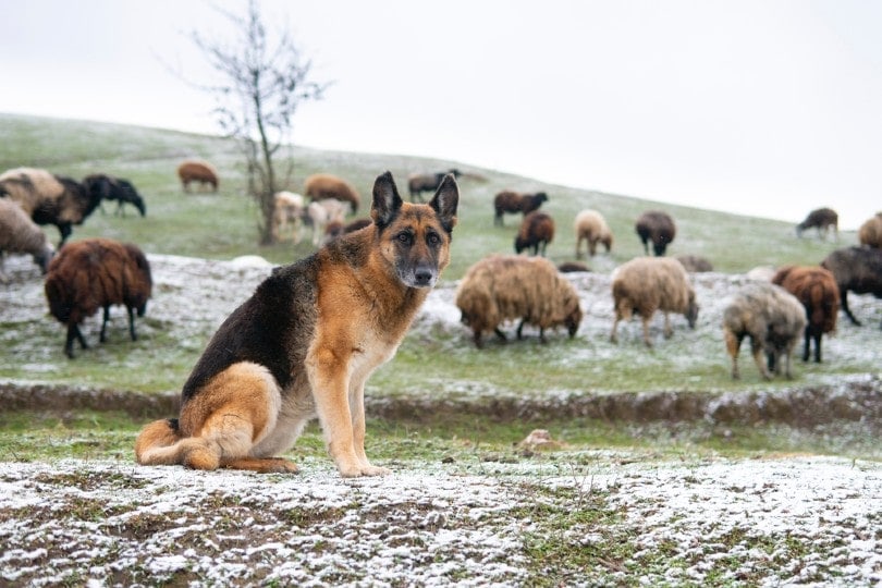 german shepherd guarding liverstock