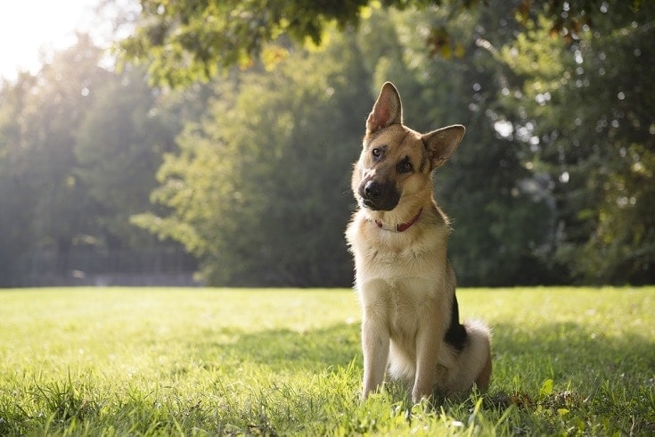 german shepherd head tilt