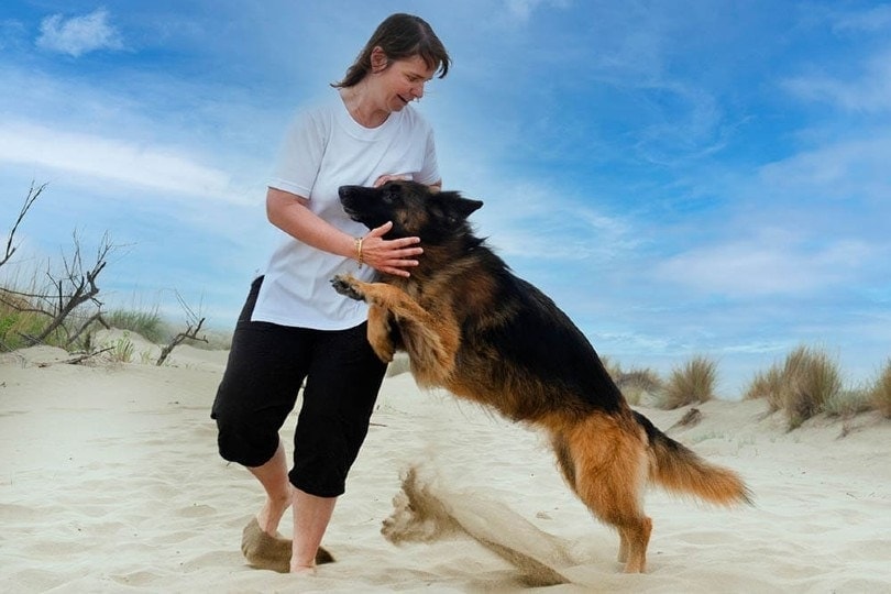 german shepherd jumps on a woman