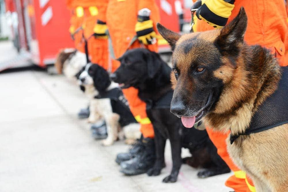 german shepherd lab rescue dogs
