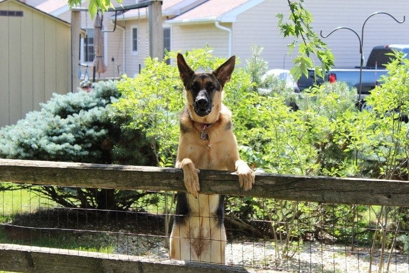 german shepherd leaning over the fence