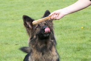 german shepherd looking at his treat