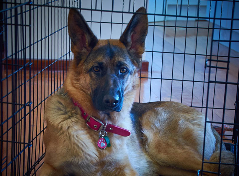 german shepherd lounging in a crate