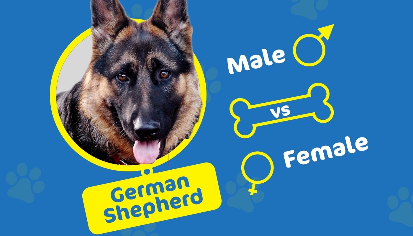 germ shepherd male vs female