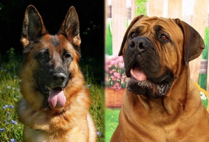 german shepherd mastiff mix parent breeds