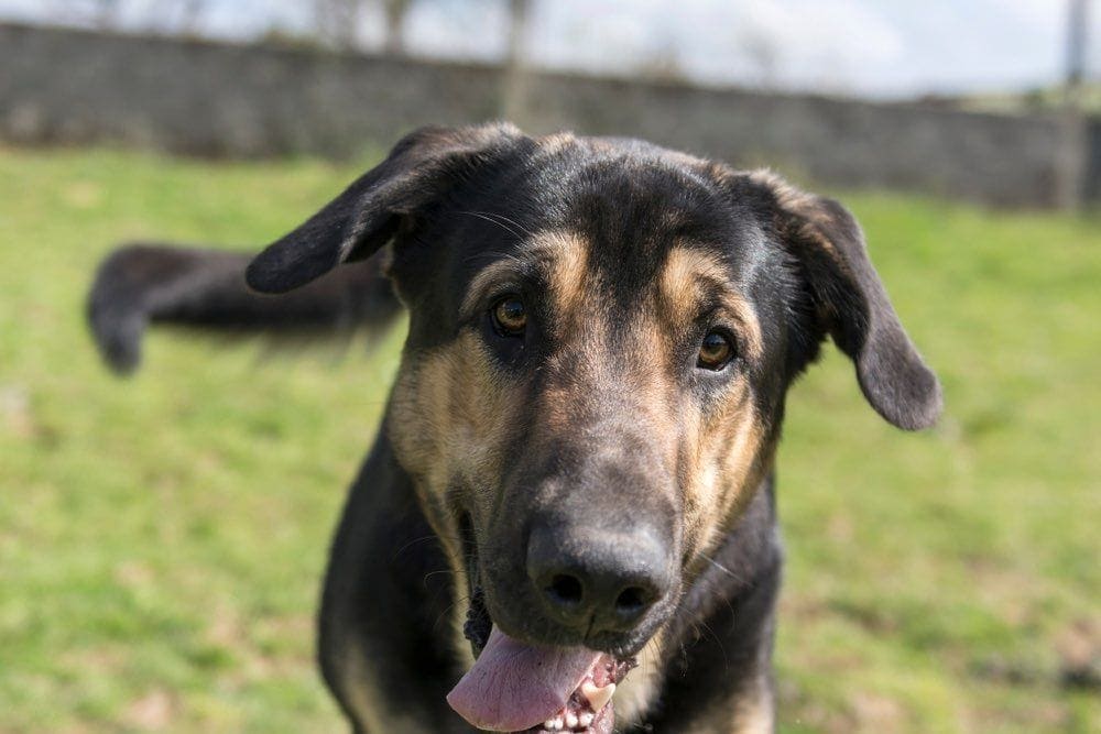 german shepherd mastiff mix