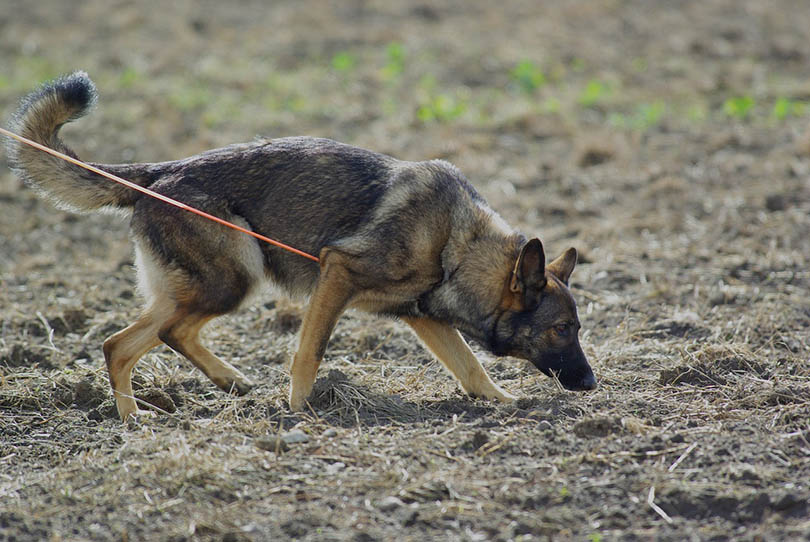 german shepherd on a leash sniffing the ground