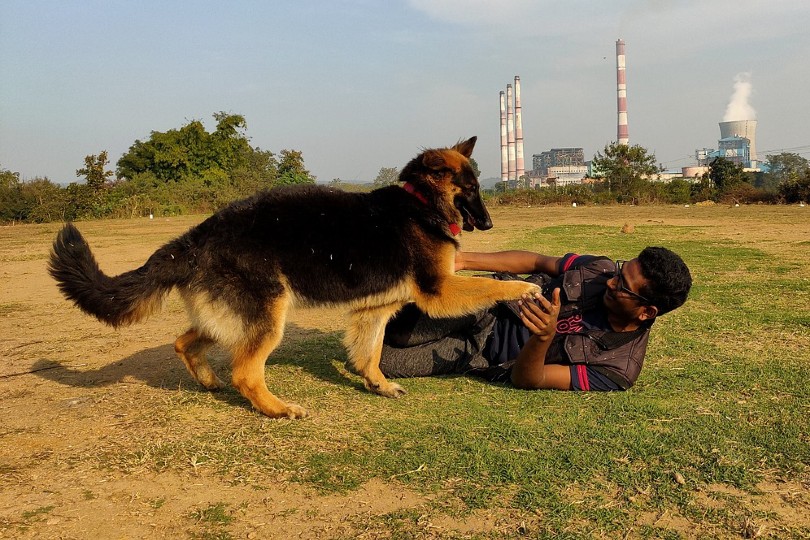 german shepherd on training