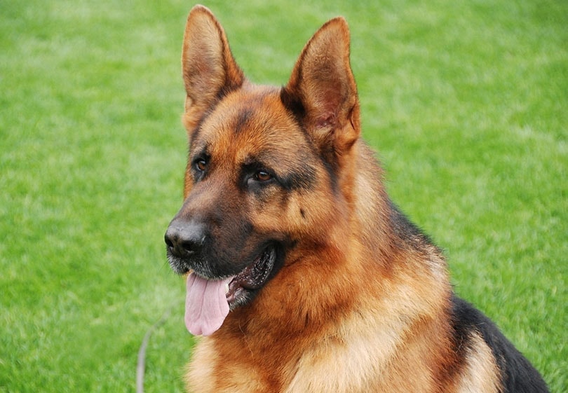 german shepherd panting