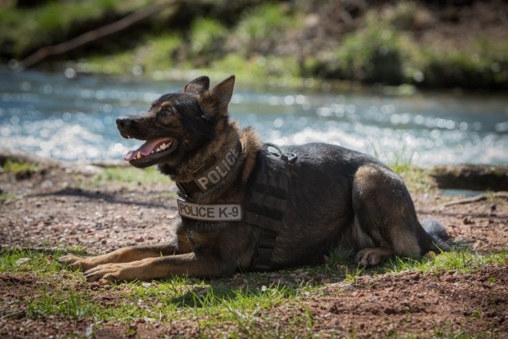 alert police dog