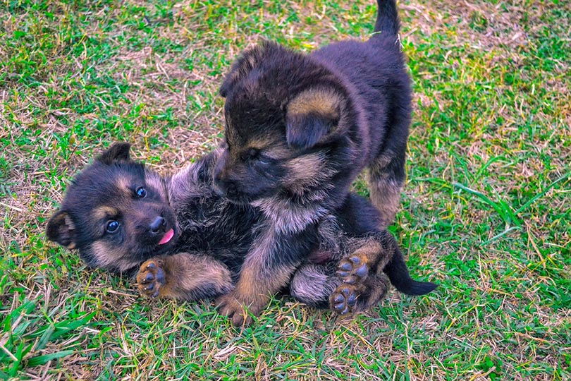 german shepherd puppies playing outdoor