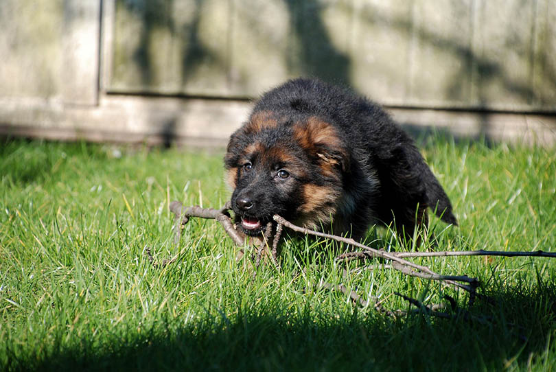german-shepherd puppy chewing twig