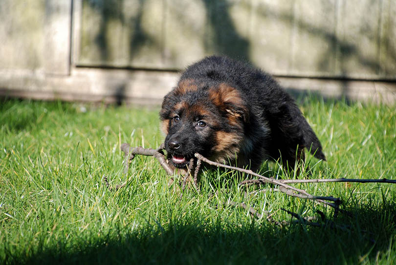 at what age do german shepherd puppies stop biting