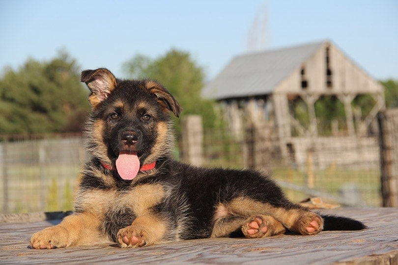 german shepherd puppy lying on a table in the yard