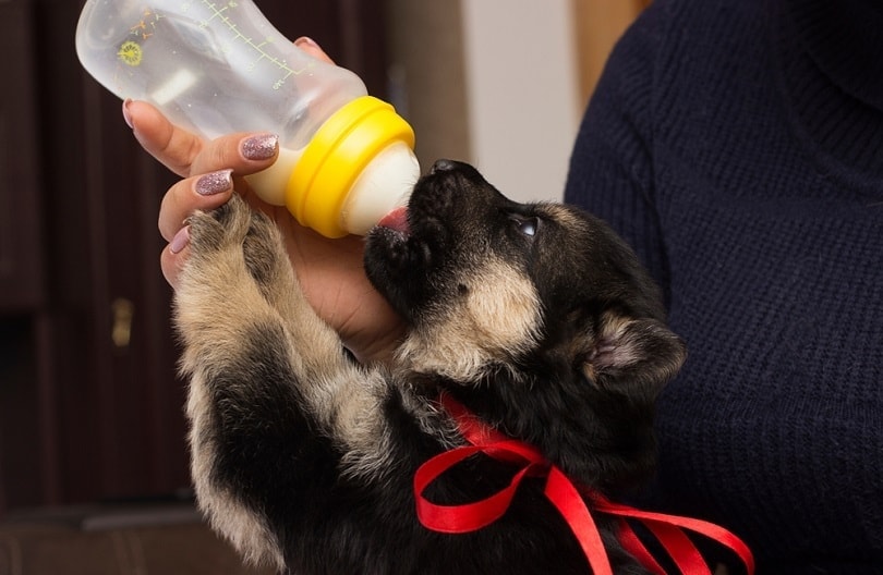 german shepherd puppy milk from nipples_Happy monkey_shutterstock
