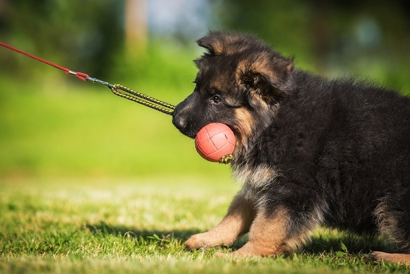 german shepherd puppy playing with a ball