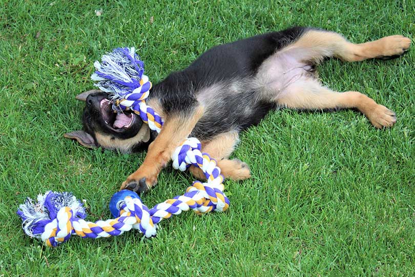 A German Shepherd puppy playing with a rope toy