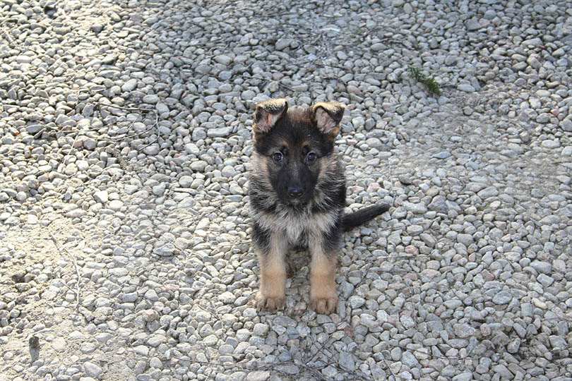 german shepherd puppy sitting on the ground