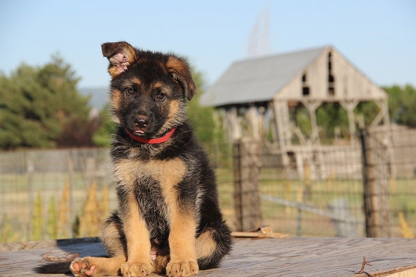 german shepherd puppy sitting on the table outdoor