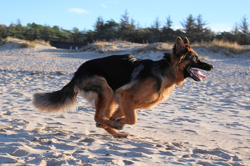 german shepherd running on sand