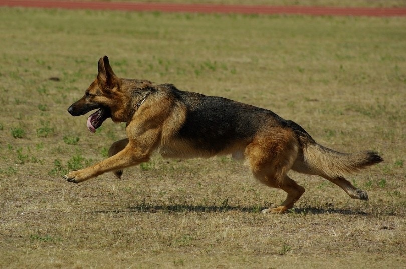 german shepherd running outside with tongue out
