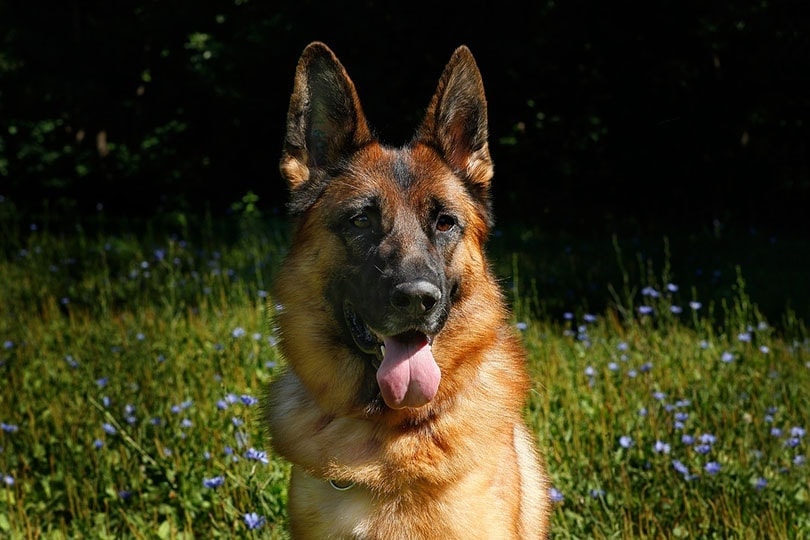 german shepherd sitting outdoor panting