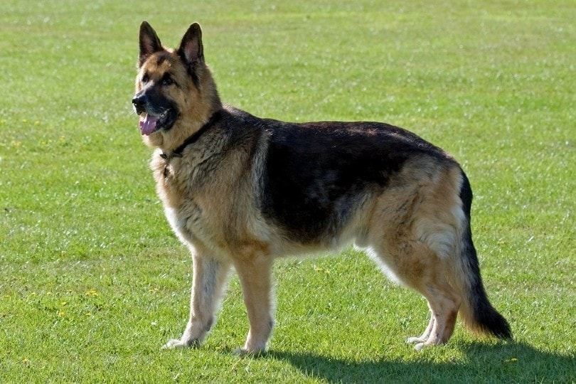 german shepherd standing on grass