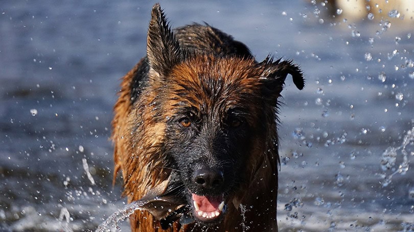 german shepherd swimming