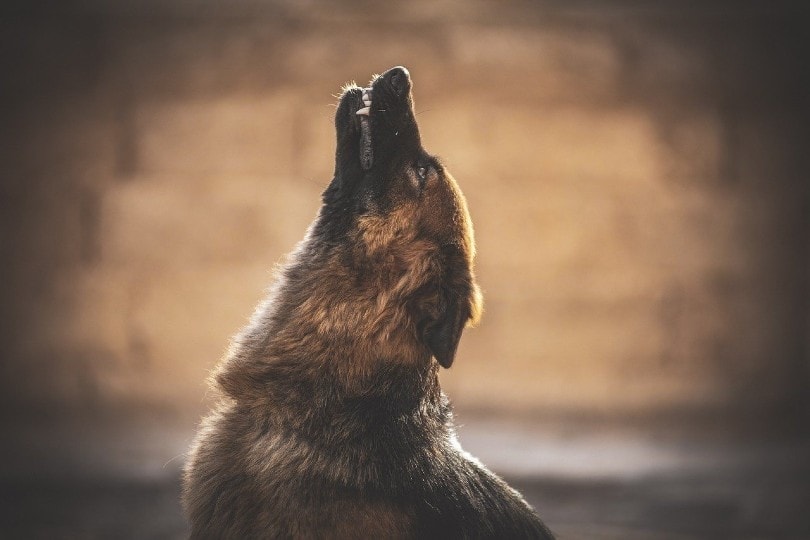 german shepherd tilting head while howling