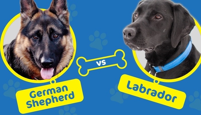 german-shepherd vs labrador