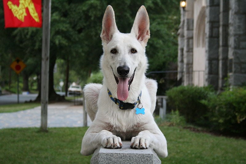 german shepherd white