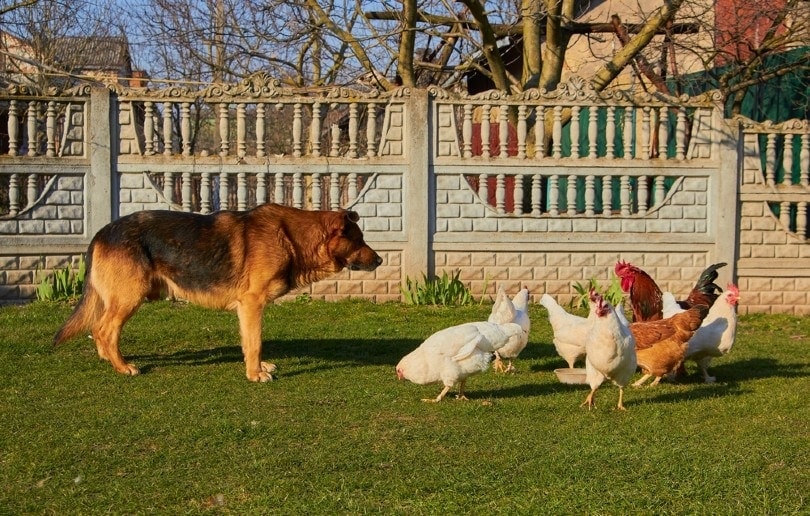 german shepherd with chickens in the yard