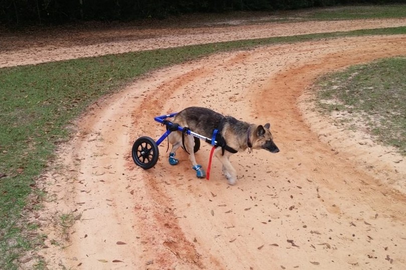 german shepherd with wheelchair