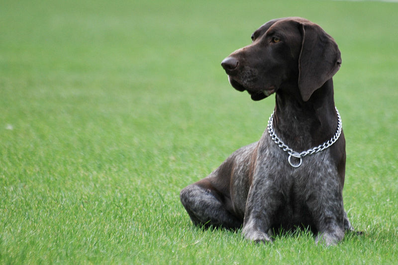 german shorthaired
