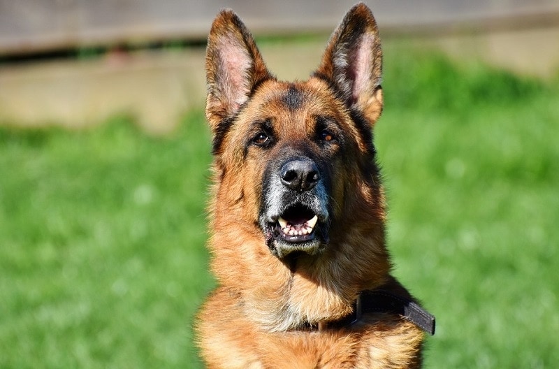 germanshepherd