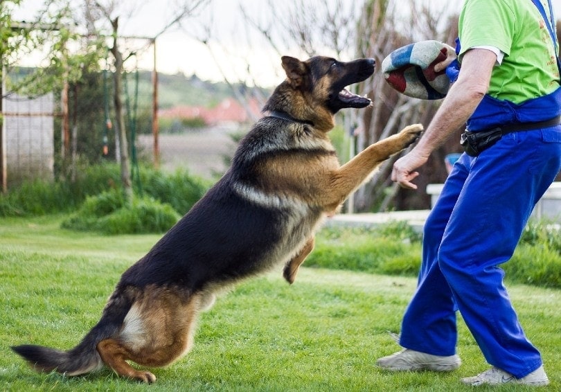 germna shepherd dog playing outdoors with its owner