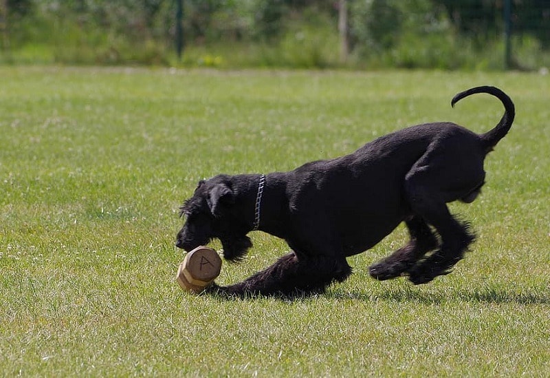 giant schnauzer playing
