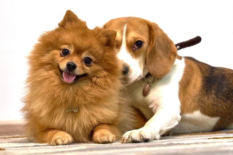 ginger Pomeranian beagle_EverGrump_shutterstock