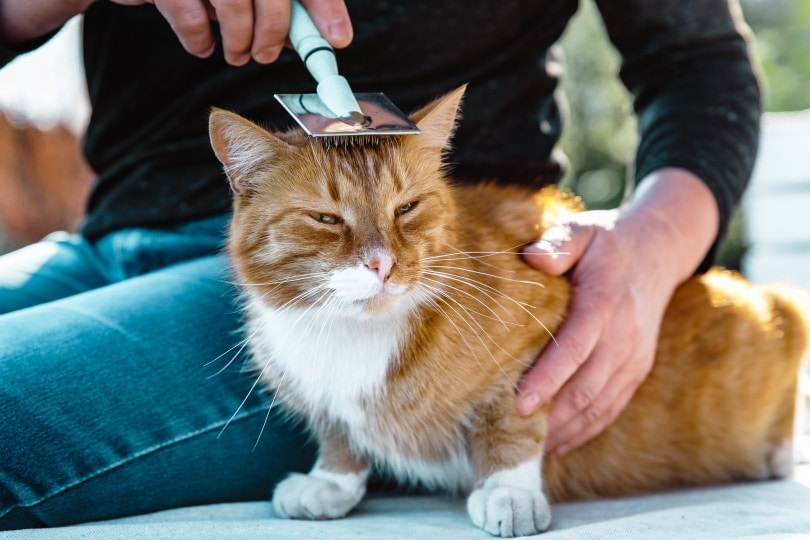 ginger cat grooming