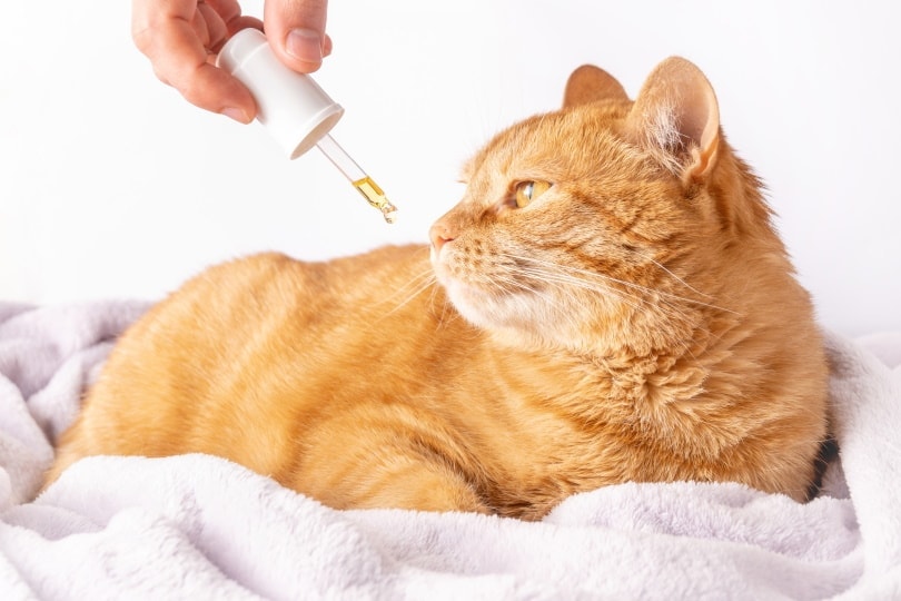 ginger cat is sniffing a dropper