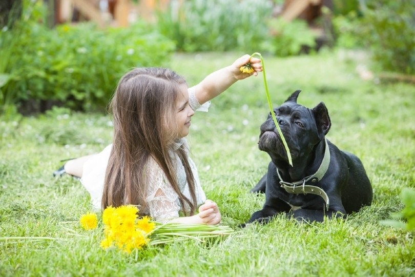 girl playing with cane corso