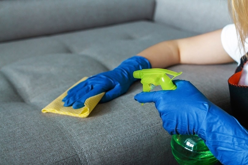 girl spraying the sofa with water