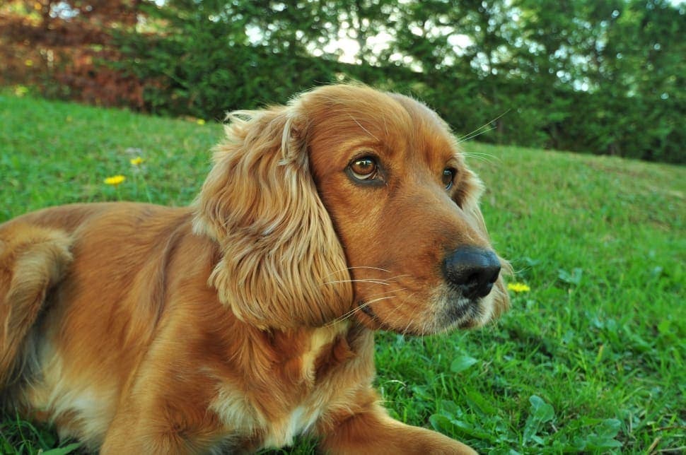 golden cocker retriever adult