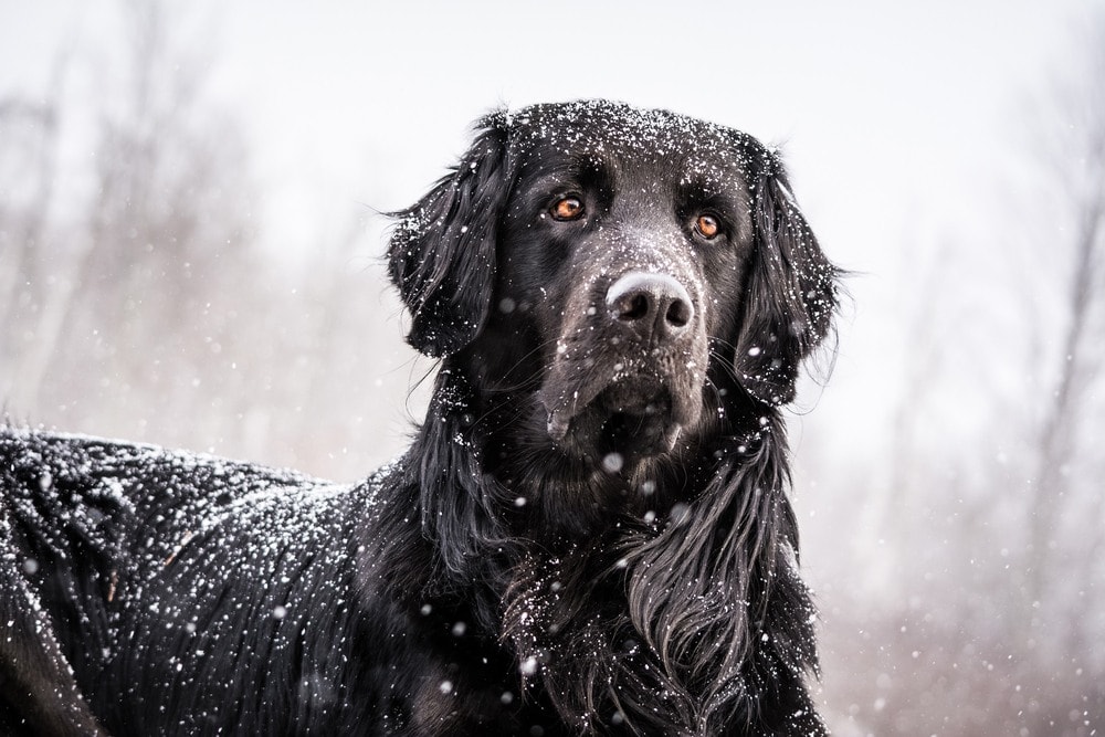 Golden Newfie (Golden Retriever & Newfoundland Mix): Pictures, Facts | Hepper