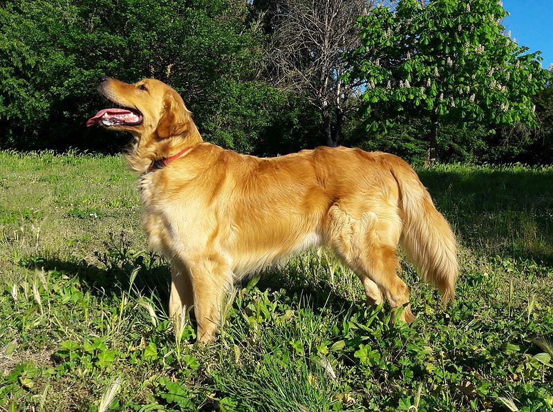 golden retriever