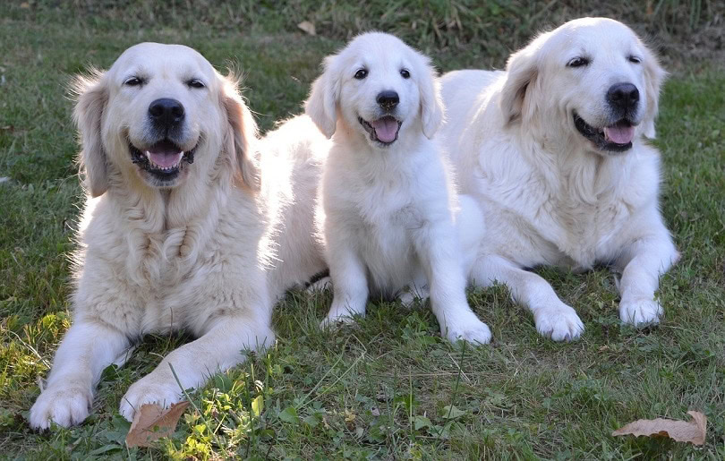 Golden Pyrenees (Great Pyrenees & Golden Retriever Mix) Pictures, Info