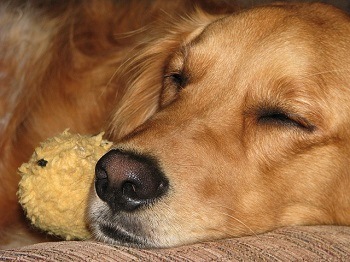 A Golden Retriever sleeping in a dog bed