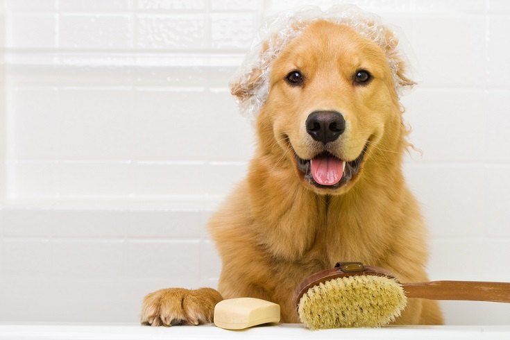 golden retriever bathtime