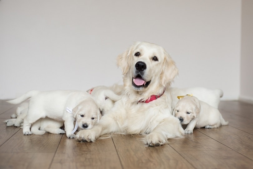 How to Become a Dog Breeder: 10 Easy Steps | Hepper