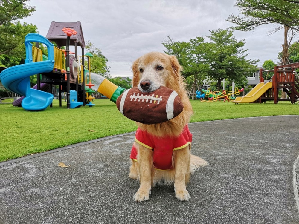 golden retriever football